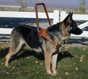 Photo of German Shepherd Guide Dog