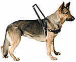 Photo of German Shepard Guide Dog